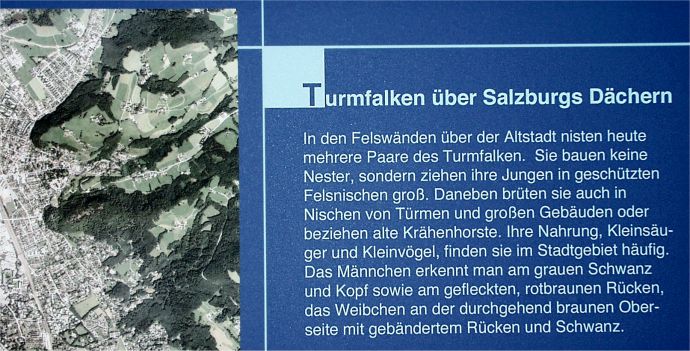 ../Images/058 Turmfalken ueber Salzburgs Daechern 11022004.jpg
